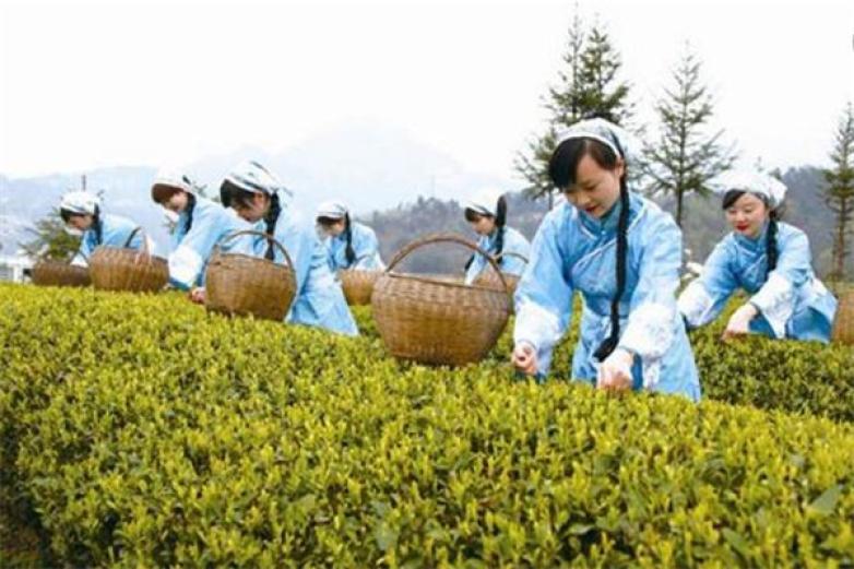邓村绿茶加盟