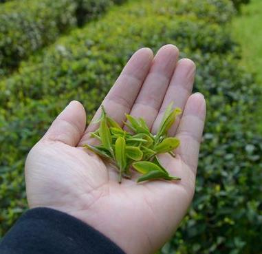 龙泉茶叶