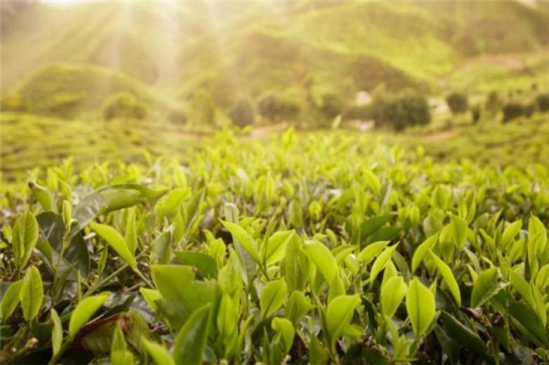 七子饼茶加盟