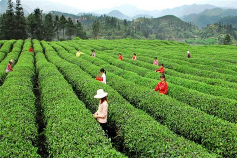 景茶业加盟