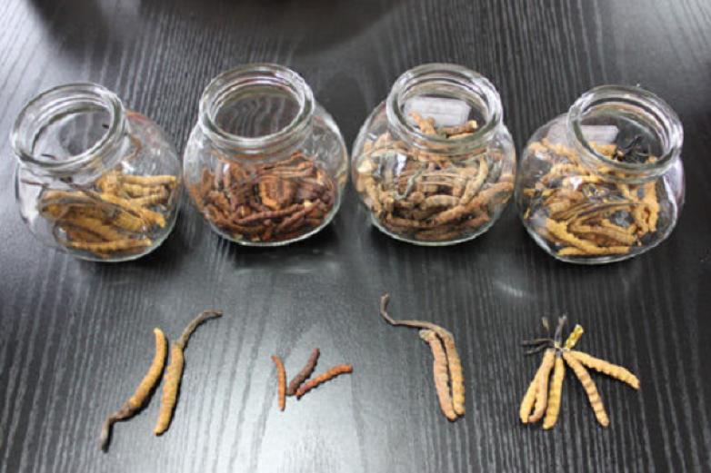虫草保健品