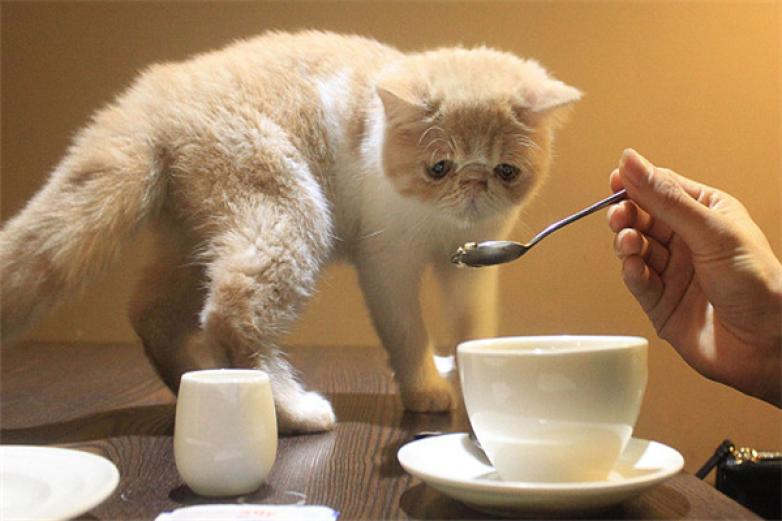 猫咖啡加盟