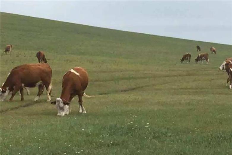 内蒙古科尔沁牛业加盟