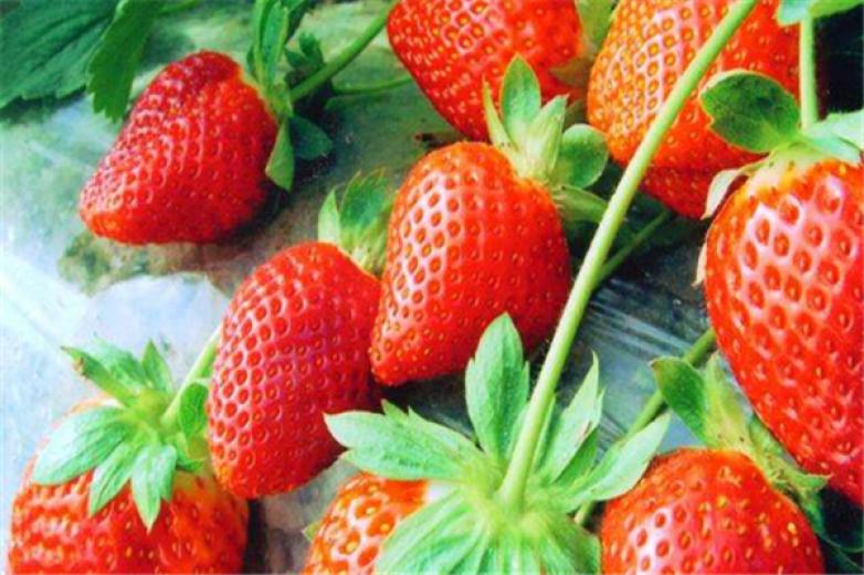 徐州草莓加盟