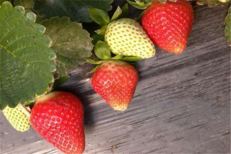 徐州草莓加盟