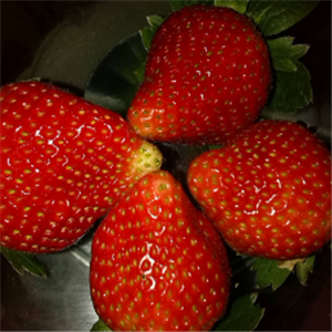 徐州草莓