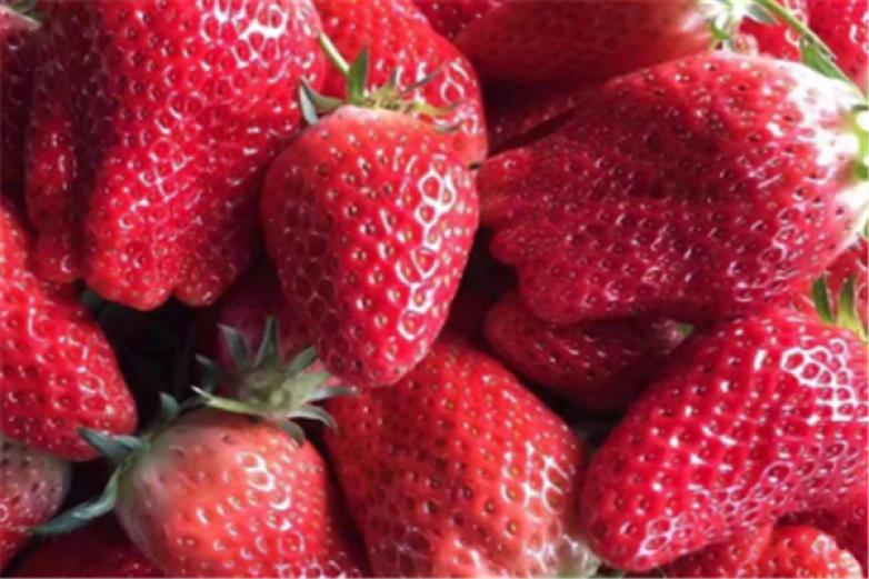 石埠子草莓加盟