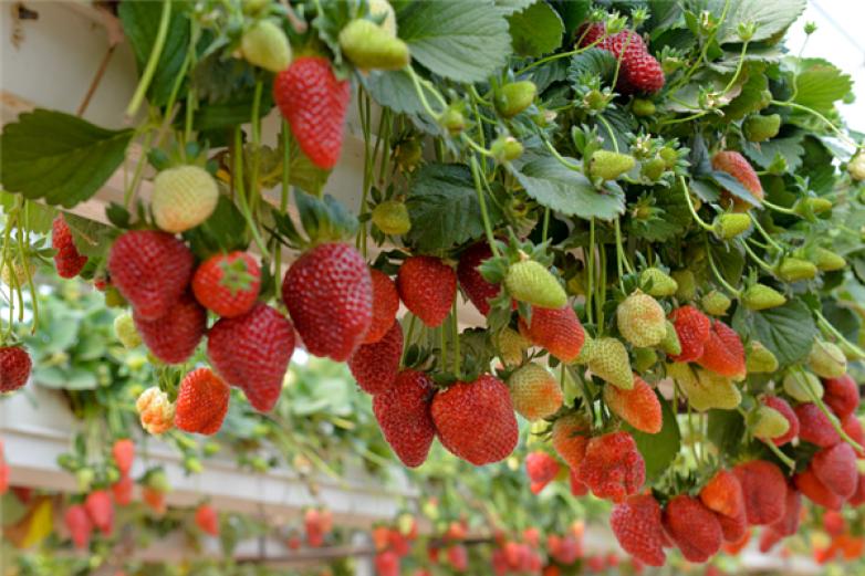 初遇草莓种植园加盟