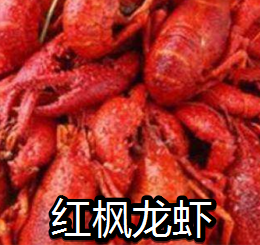 红枫龙虾