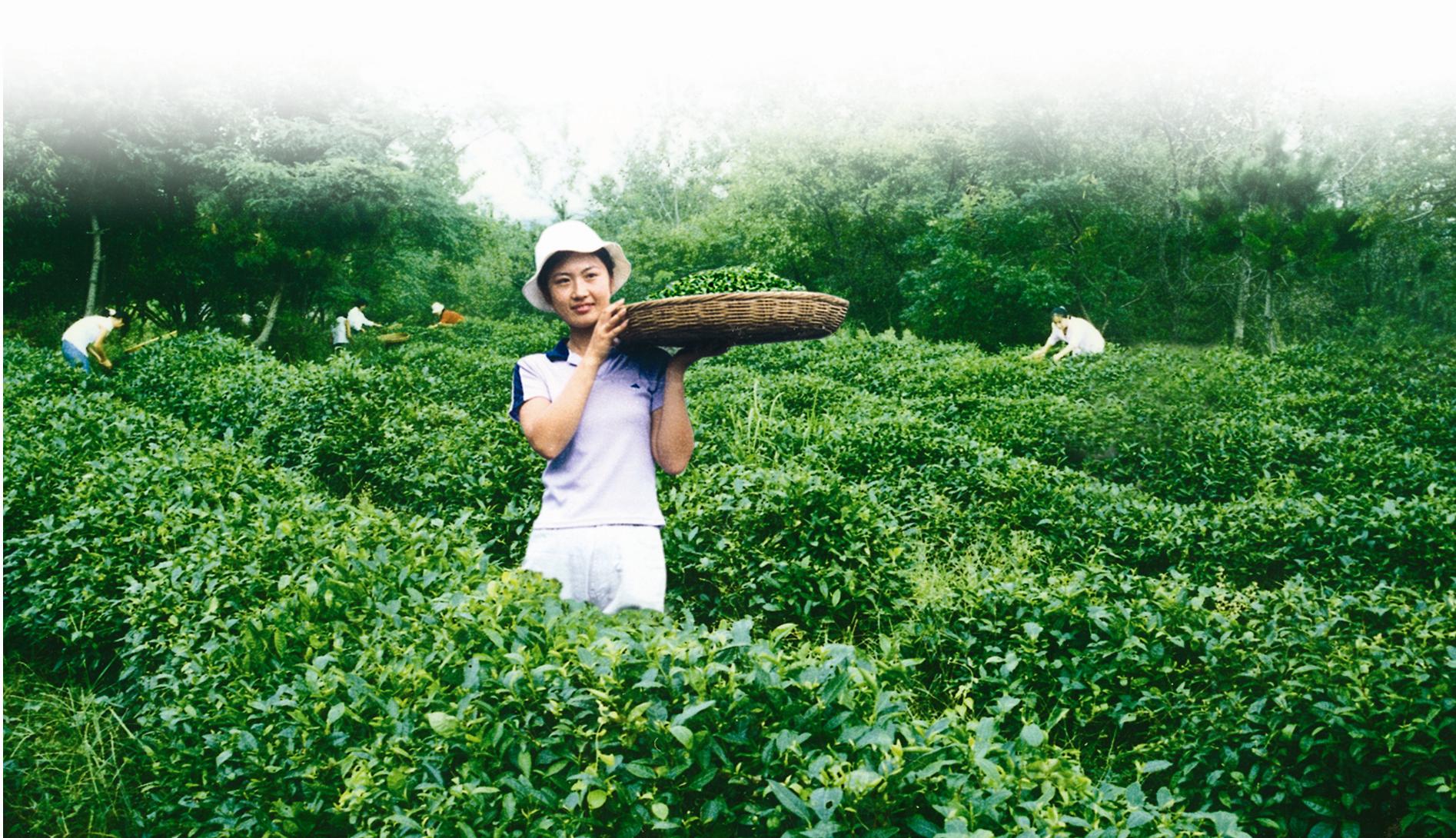 日照绿茶加盟