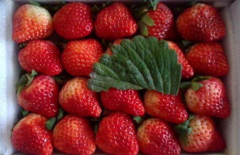 鲁东南草莓加盟